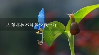 大东北秋木耳多少钱1斤 大东北秋木耳多少钱1斤