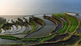 大头龟資 米斗 大头龟資 米斗