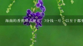 海南的香蕉那么便宜,3分钱1斤,以至于都要喂猪, 海南的香蕉那么便宜,3分钱1斤,以至于都要喂猪,