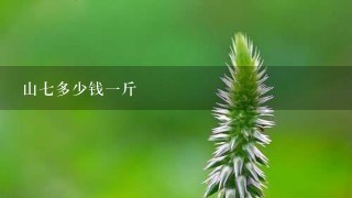 山7多少钱1斤 山7多少钱1斤