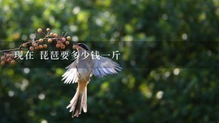 现在 琵琶要多少钱1斤 现在 琵琶要多少钱1斤