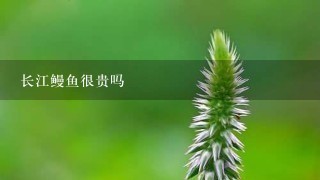 长江鳗鱼很贵吗 长江鳗鱼很贵吗