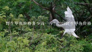 野生甲鱼价格多少钱1斤?2019野生甲鱼价格全网解析? 野生甲鱼价格多少钱1斤?2019野生甲鱼价格全网解析?