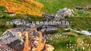 农村的山上,有哪些值钱的中草药? 农村的山上,有哪些值钱的中草药?