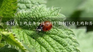 农村人土鸡卖多少钱1斤?如何区分土鸡和养殖鸡? 农村人土鸡卖多少钱1斤?如何区分土鸡和养殖鸡?