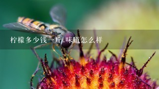 柠檬多少钱1斤.味道怎么样 柠檬多少钱1斤.味道怎么样