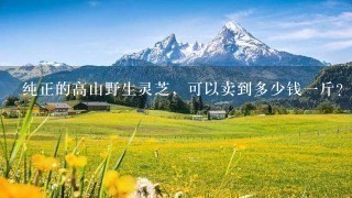 纯正的高山野生灵芝,可以卖到多少钱1斤? 纯正的高山野生灵芝,可以卖到多少钱1斤?