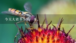 今天大猪多少钱1斤 今天大猪多少钱1斤