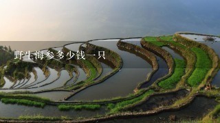 野生海参多少钱1只 野生海参多少钱1只