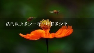 活的皮虫多少1斤1斤有多少个 活的皮虫多少1斤1斤有多少个