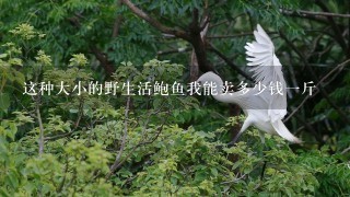 这种大小的野生活鲍鱼我能卖多少钱1斤 这种大小的野生活鲍鱼我能卖多少钱1斤