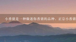 小香猪是1种做迷你香猪的品种,正宗小香猪多少钱1 小香猪是1种做迷你香猪的品种,正宗小香猪多少钱1