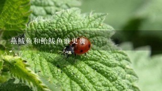 燕鲅鱼和鲐鲅鱼谁更贵 燕鲅鱼和鲐鲅鱼谁更贵