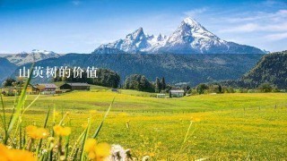山萸树的价值 山萸树的价值