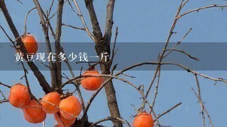 黄豆现在多少钱1斤 黄豆现在多少钱1斤