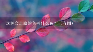 这种会走路的鱼叫什么鱼?(有图) 这种会走路的鱼叫什么鱼?(有图)