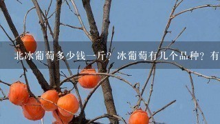 北冰葡萄多少钱1斤?冰葡萄有几个品种?有几种葡萄冬天也生长的? 北冰葡萄多少钱1斤?冰葡萄有几个品种?有几种葡萄冬天也生长的?