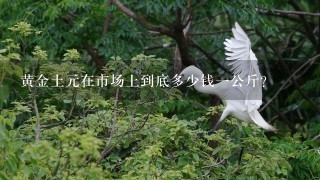 黄金土元在市场上到底多少钱1公斤? 黄金土元在市场上到底多少钱1公斤?