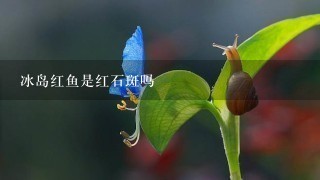冰岛红鱼是红石斑吗 冰岛红鱼是红石斑吗
