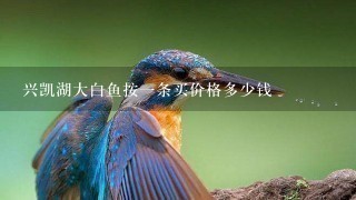 兴凯湖大白鱼按1条买价格多少钱 兴凯湖大白鱼按1条买价格多少钱