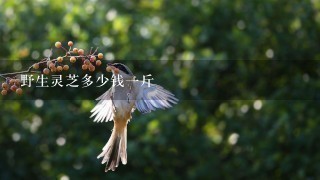 野生灵芝多少钱1斤 野生灵芝多少钱1斤