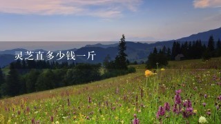 灵芝直多少钱1斤 灵芝直多少钱1斤