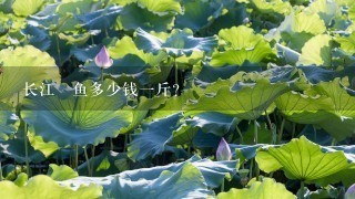 长江鳡鱼多少钱1斤? 长江鳡鱼多少钱1斤?