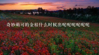 奇妙萌可的金桔什么时候出呢呢呢呢呢呢 奇妙萌可的金桔什么时候出呢呢呢呢呢呢