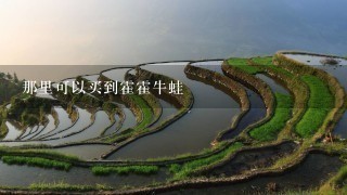 那里可以买到霍霍牛蛙 那里可以买到霍霍牛蛙