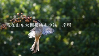 现在山东大棚樱桃多少钱1斤啊 现在山东大棚樱桃多少钱1斤啊