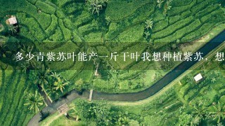多少青紫苏叶能产1斤干叶我想种植紫苏,想确切知道多少斤青叶能晒干1斤,我还计算能不能种植 多少青紫苏叶能产1斤干叶我想种植紫苏,想确切知道多少斤青叶能晒干1斤,我还计算能不能种植