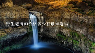 野生老鹰的价格多少有谁知道吗 野生老鹰的价格多少有谁知道吗