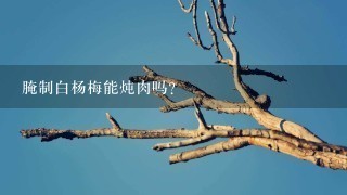 腌制白杨梅能炖肉吗? 腌制白杨梅能炖肉吗?
