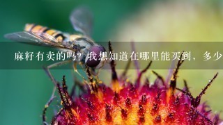 麻籽有卖的吗?我想知道在哪里能买到,多少钱1斤 麻籽有卖的吗?我想知道在哪里能买到,多少钱1斤