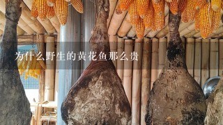 为什么野生的黄花鱼那么贵 为什么野生的黄花鱼那么贵