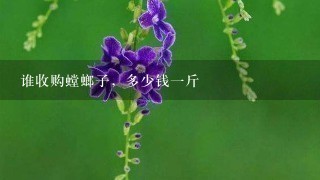 谁收购螳螂子,多少钱1斤 谁收购螳螂子,多少钱1斤
