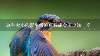这种大小的野生活鲍鱼我能卖多少钱1斤 这种大小的野生活鲍鱼我能卖多少钱1斤