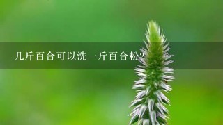 几斤百合可以洗1斤百合粉? 几斤百合可以洗1斤百合粉?