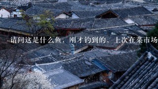 请问这是什么鱼,刚才钓到的,上次在菜市场看见老太 请问这是什么鱼,刚才钓到的,上次在菜市场看见老太