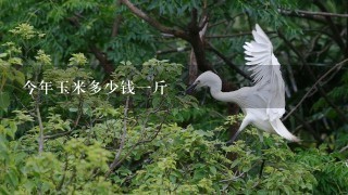 今年玉米多少钱1斤 今年玉米多少钱1斤