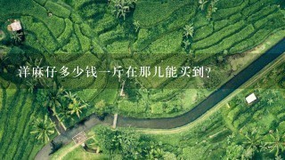 洋麻仔多少钱1斤在那儿能买到? 洋麻仔多少钱1斤在那儿能买到?