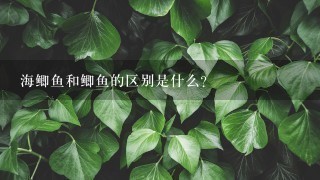 海鲫鱼和鲫鱼的区别是什么? 海鲫鱼和鲫鱼的区别是什么?