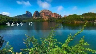 油茶多少1斤 油茶多少1斤