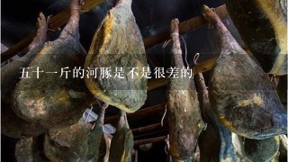 5十1斤的河豚是不是很差的 5十1斤的河豚是不是很差的