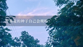 野燕麦的种子自己会爬吗? 野燕麦的种子自己会爬吗?
