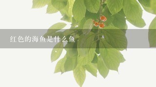 红色的海鱼是什么鱼 红色的海鱼是什么鱼