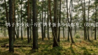 鸽子多少钱1斤?鸽子蛋多少钱你斤?(收购价)家鸽。 鸽子多少钱1斤?鸽子蛋多少钱你斤?(收购价)家鸽。