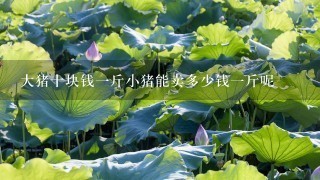大猪十块钱1斤小猪能卖多少钱1斤呢 大猪十块钱1斤小猪能卖多少钱1斤呢
