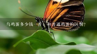乌鸡蛋多少钱1斤,和普通鸡蛋的区别? 乌鸡蛋多少钱1斤,和普通鸡蛋的区别?