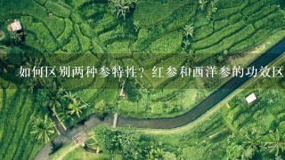 如何区别两种参特性?红参和西洋参的功效区别 如何区别两种参特性?红参和西洋参的功效区别